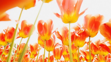 Tulip Field - nature, orange, tulip, field, flowers