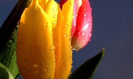 Colorful Tulips - nature, colorful, tulip, flowers