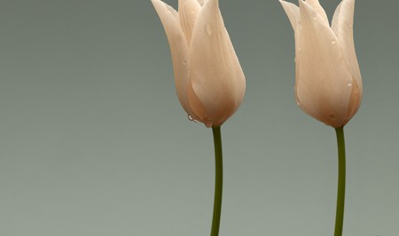 Pale Tulips - flowers, pale, nature, tulips