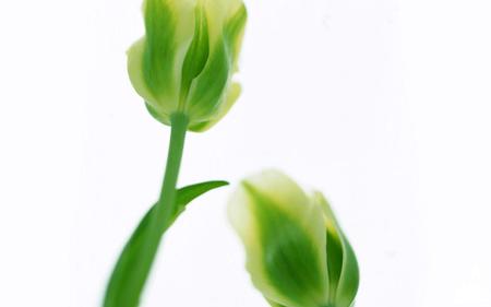 Green Tulips - nature, tulips, green, flowers