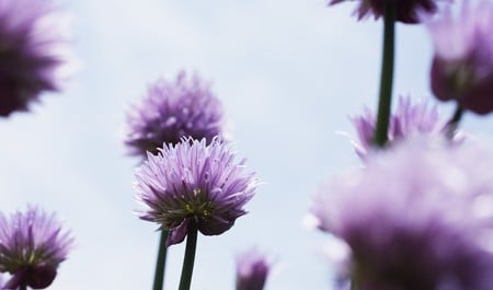 Purple Flower Tops - flowers, purple, nature