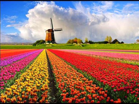 Flowers and Windmill - picture, flowers and windmill, beautiful