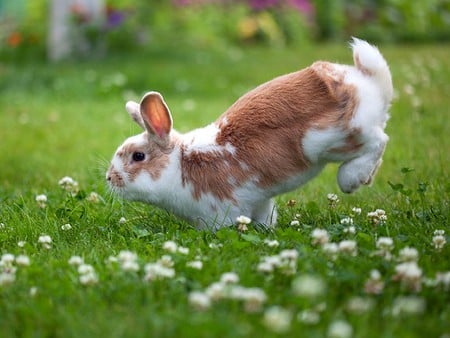 Beautiful Bunny - beautiful, bunny, picture