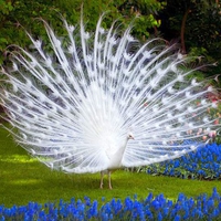 White Peacock