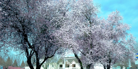 winter blossoms - winter, oregon, trees, blue