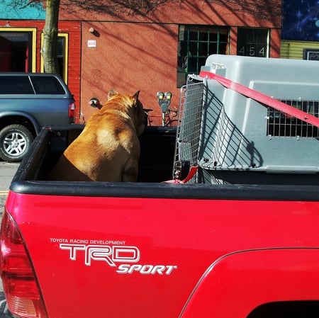 waiting - truck, waiting, dog, red