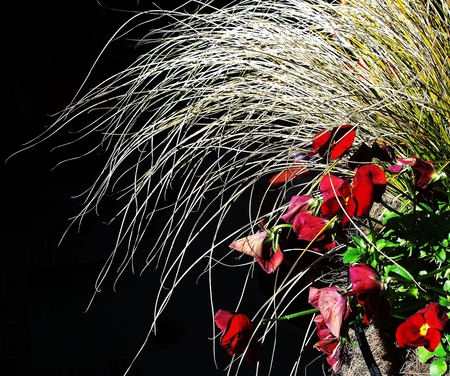 stark flowers - flowers, photo, red, black