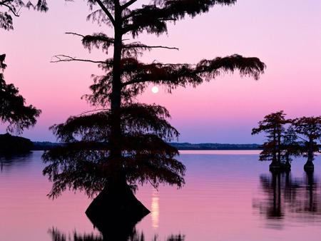 Bald Cyprus Trees - nice, sunrises, trees, bald, sun, water, black, lakes, lagoons, oceans, amazing, purple, cool, sunsets, rivers, cyprus, islands, plants, nature, coasts, mirror, beautiful, pink, awesome