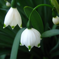 Bell Snowdrops