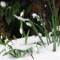 Snowdrops