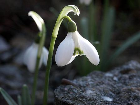 Snowdrop - snowdrop, nature, beautiful, small, cute, white flower, spring, flower