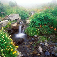 Flowing Out of the Mist Olympic National Park
