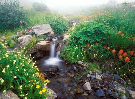 Flowing Out of the Mist Olympic National Park