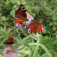 Peacock Butterflies