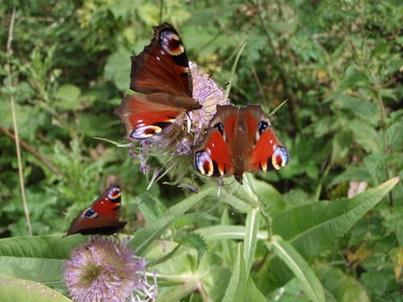 Peacock Butterflies - thistle, berkshire, summer, shantyman