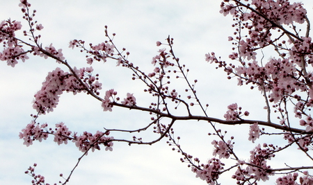 Cherry Blossoms - flowers, nature, sakura, cherry blossoms, spring