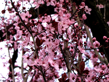 Cherry Blossoms 2 - spring, sakura, cherry blossoms