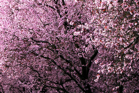 Cherry Blossoms 3 - spring, sakura, cherry blossoms