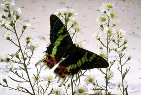 Butterfly - animal, butterfly, flowers