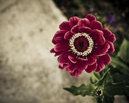 Flower - flower, nature