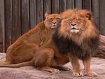 Leo and Lioness