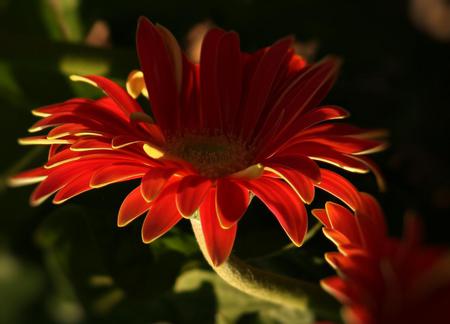 Flower - nature, flower, light