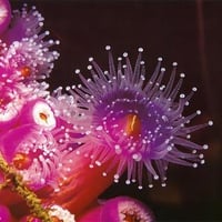 pink anenome