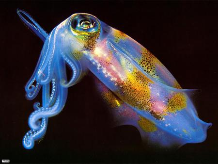 Squid - black, spotted, multicolored, blue