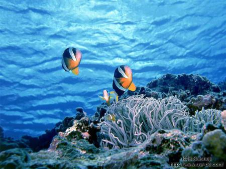 Clown fish family - white, blue, coral reefs, ocean, orange, fish