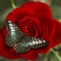 butterfly on a rose