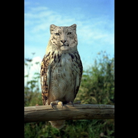 Snow Leopard owl