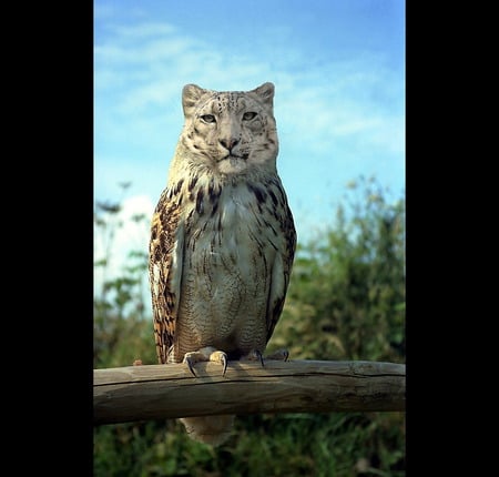 Snow Leopard owl - abstract, cool, 3d, snow-leopard, owl, complex