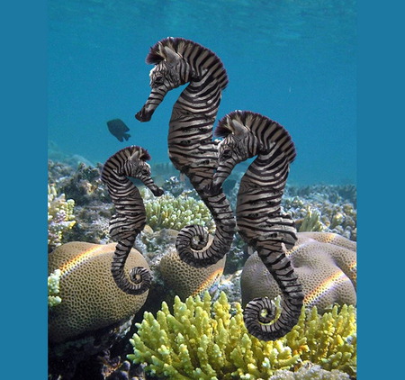 Seahorse-Zebras - abstract, complex, zebras, seahorse, 3d, cool