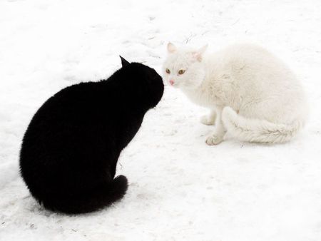 Basement Cat vs Ceiling Cat - snow, ceiling cat, cat, black, white, basement cat, animal, cats, animals