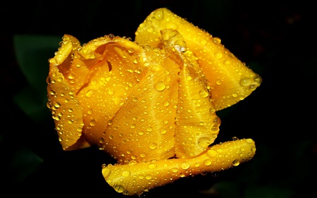 Sweetheart Beauty - yellow, loving, romantic, waterdrops, rose, beauty, flower