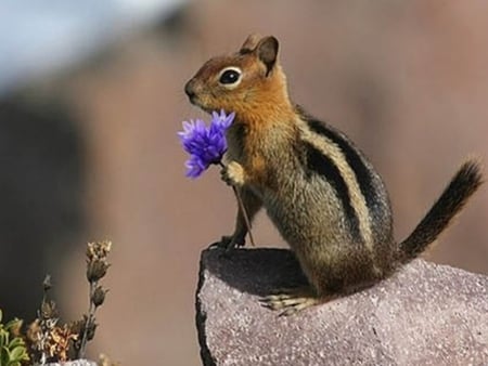 Always Bring Flowers - squirrels, animals, rocks, landscape, flowers, nature