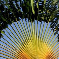 Peacock Tree