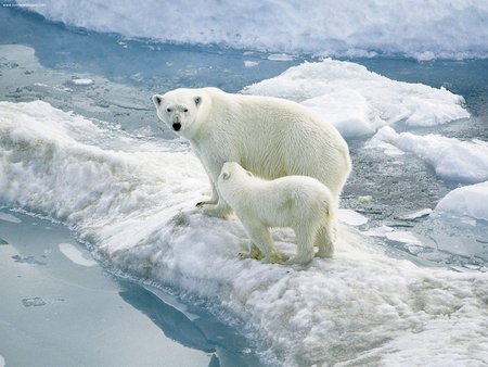 Polar ice - ice, mother and son, pole, polar bears