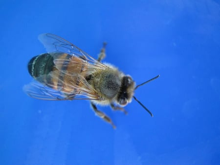 Fly on my screen - weird, blue, fly, wings