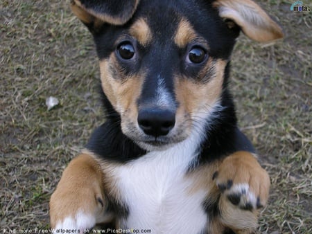 LOVE ME PLEASE THEN I WILL LOVE YOU - adoreble, cute, bashful, pup