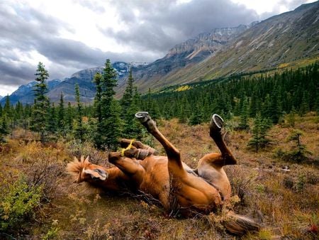 Horsing Around - sky, horse, trees, moubtains