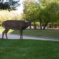 The Deer. Is Looking. Right At Me