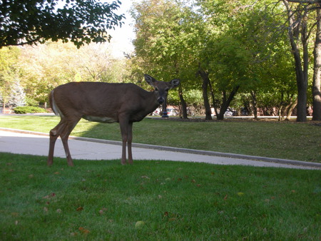 The Deer. Is Looking. Right At Me - forest, is, cematery, looking, right, cemetery, me, nature, deer, at, cematary, graves