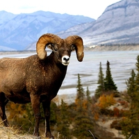 Bighorn