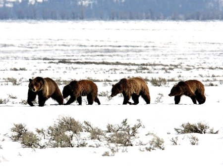 FOLLOW THE LEADER - snow, cold, winter, bears