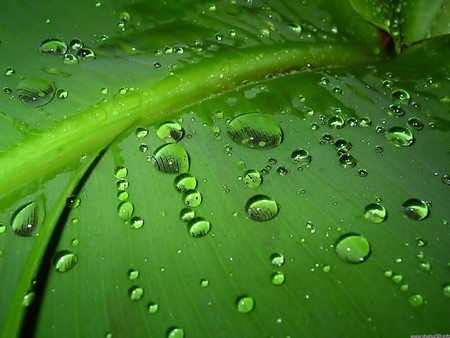 Wet leaf - green, dewdrop