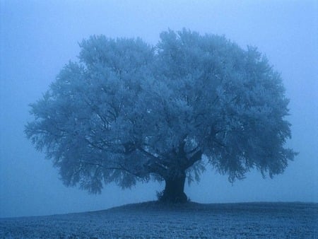 Mist. jpg - hill, blue, tree, mist