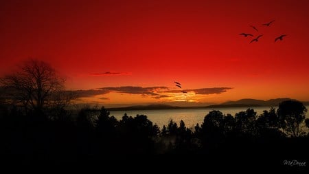 Blazing Sunset - widescreen, trees, birds, sunset, water, night, sky