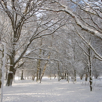 My Backyard in Winter