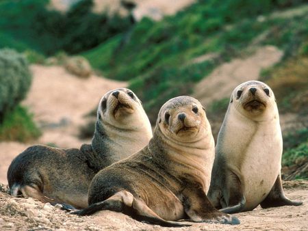 Three Pups - beach, sandy, wild, animals, pups, australia, sea